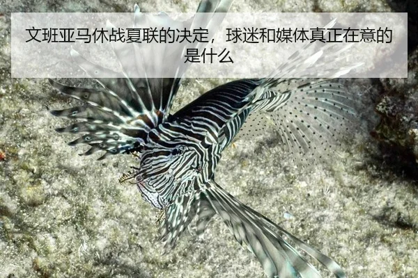wen-ban-ya-ma-xiu-zhan-xia-lian-de-jue-ding-qiu-mi-he-mei-ti-zhen-zheng-zai-yi-de-shi-shen-me-2-156.jpg